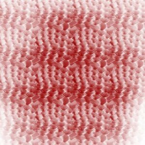 dragon brushes procreate