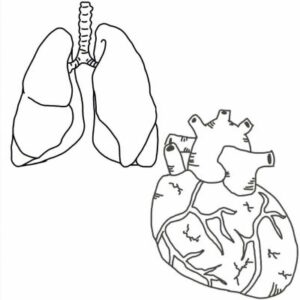 free procreate brush of heart and lungs
