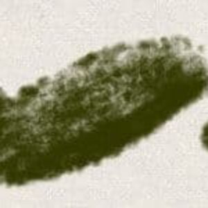 grut lomojin free brushes for procreate (1)