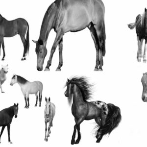 horse brushes procreate