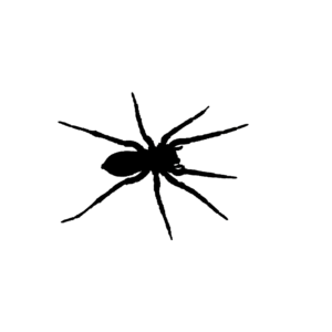 ince wincey spider brushes procreate