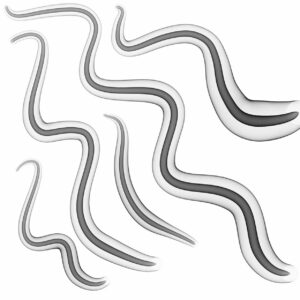 interesting wormy brush