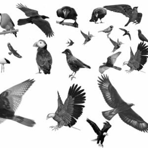 procreate bird brushes