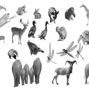 various animal brushes stamps